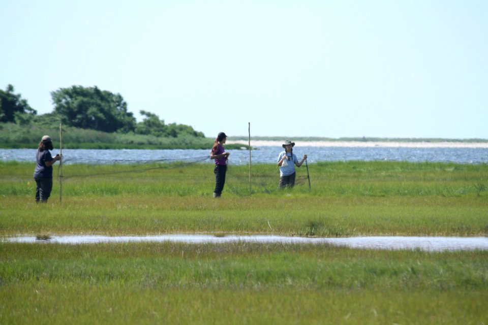 Researchers set up mist nets at Barn Island Wildlife Management Area