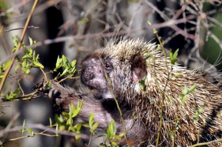 Photo of the Week - North American Porcupine