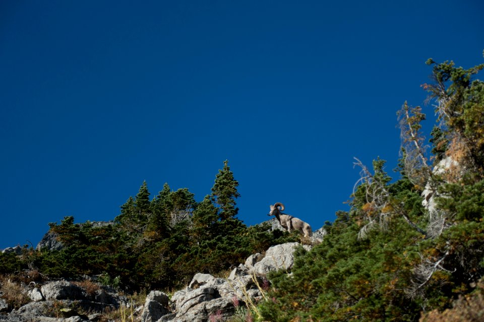 Big Horn Sheep on the Highline Trail