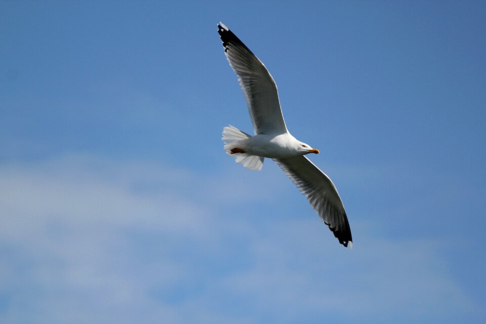 Seagull flight free image