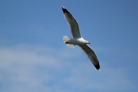 Seagull flight free image
