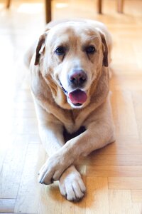 Labrador grown up retriever