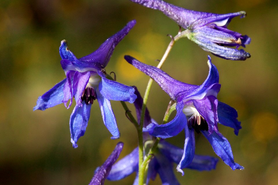 Delphinium scopulorum