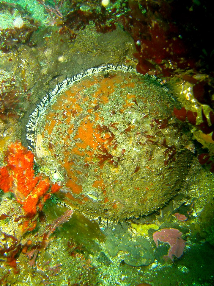 Pink abalone