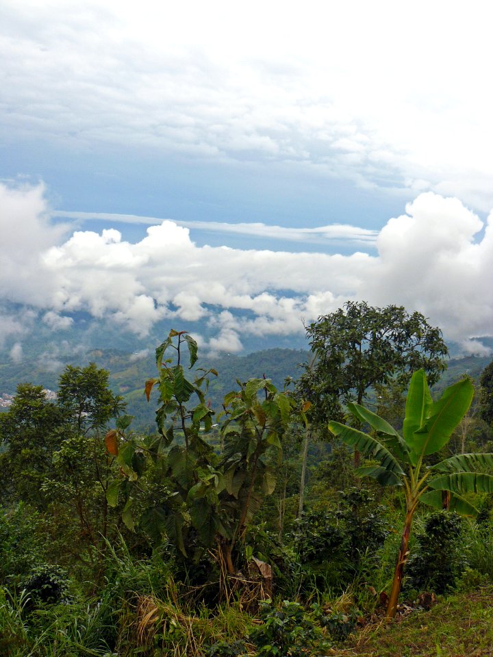 Reserve coffee farm in Colombia