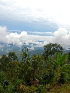 Reserve coffee farm in Colombia