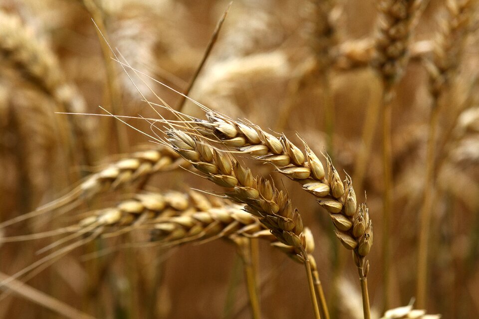 Field harvest summer