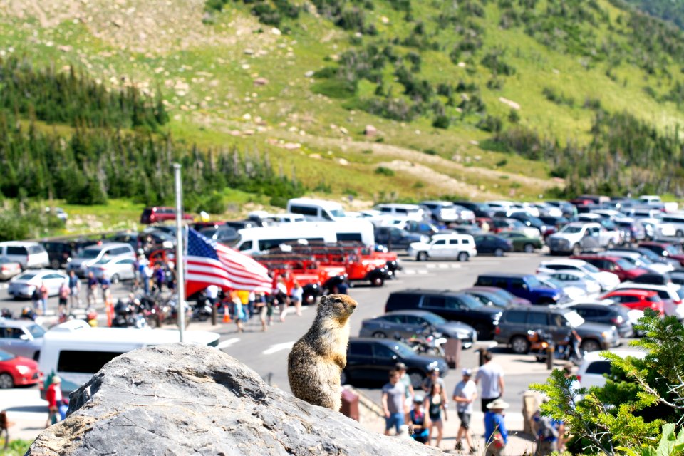 Ground squirrel surveys her territory.