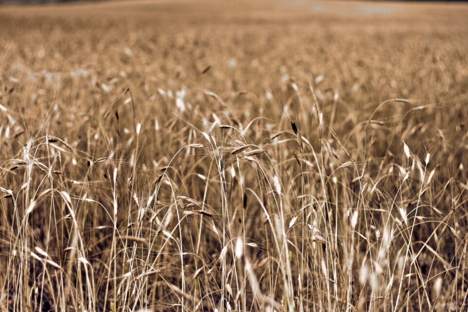 Southern france in wheat field france
