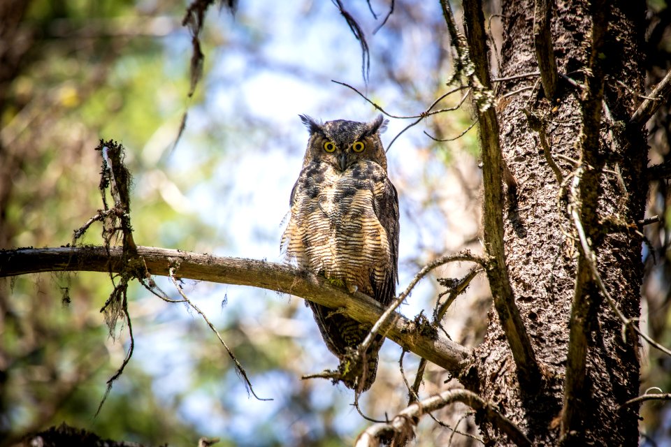 Great Horned Owl (Bubo virginianus)