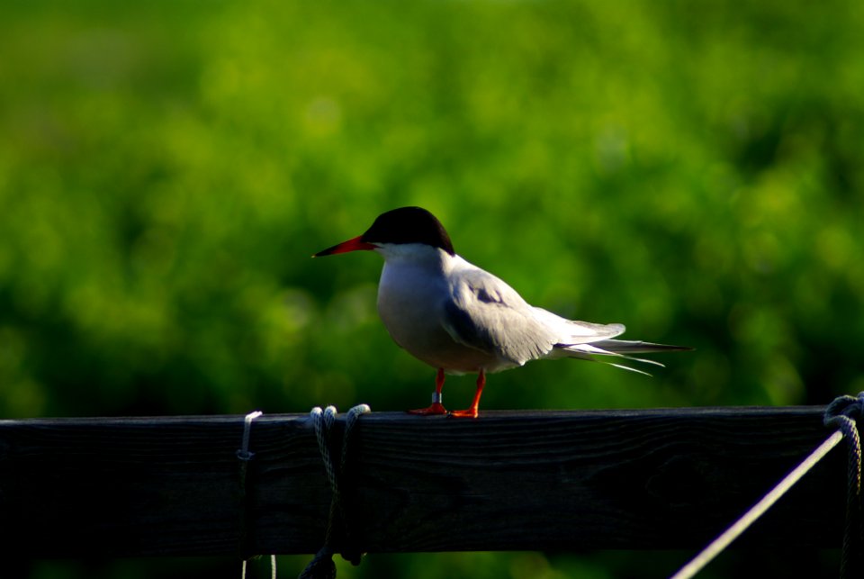 Great Gull Island, NY