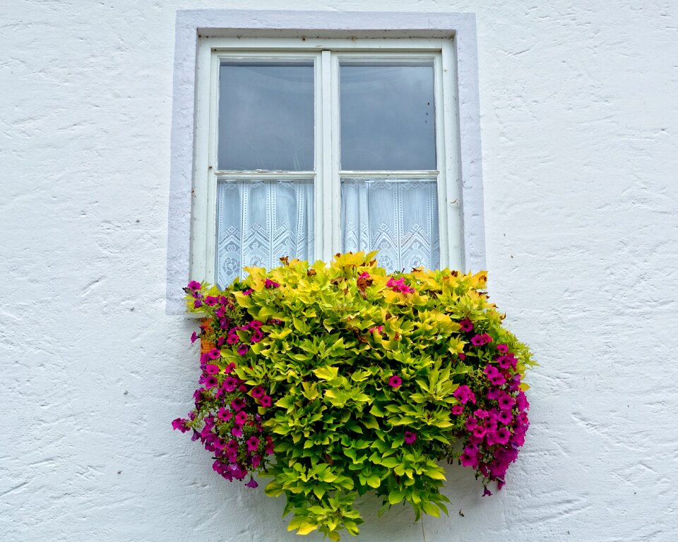 Facade plant flower