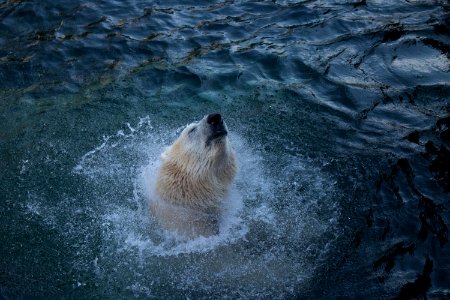 Eisbär im Zoo Hannover