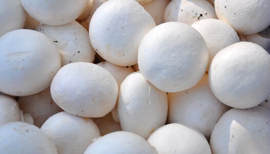Mushroom food Free photos