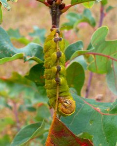 Polyphemus Moth Caterpillar photo