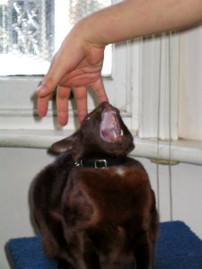 Addison Siamese Havanah cat older 5172