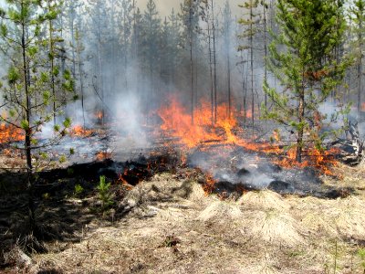 Prescribed Burn, Big Prairie, North Fork Area, 5-1-2014
