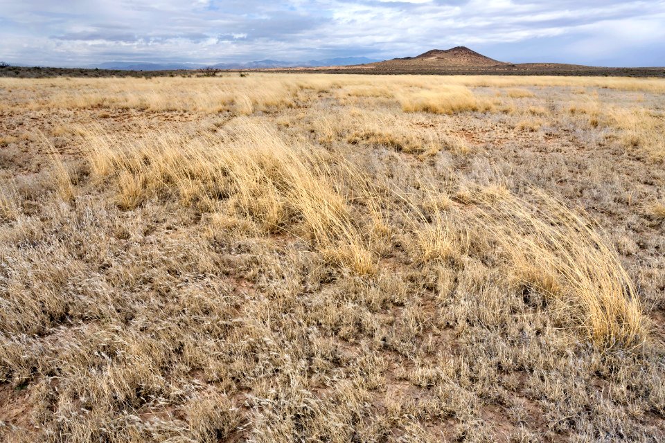 Northern Jornada Plain