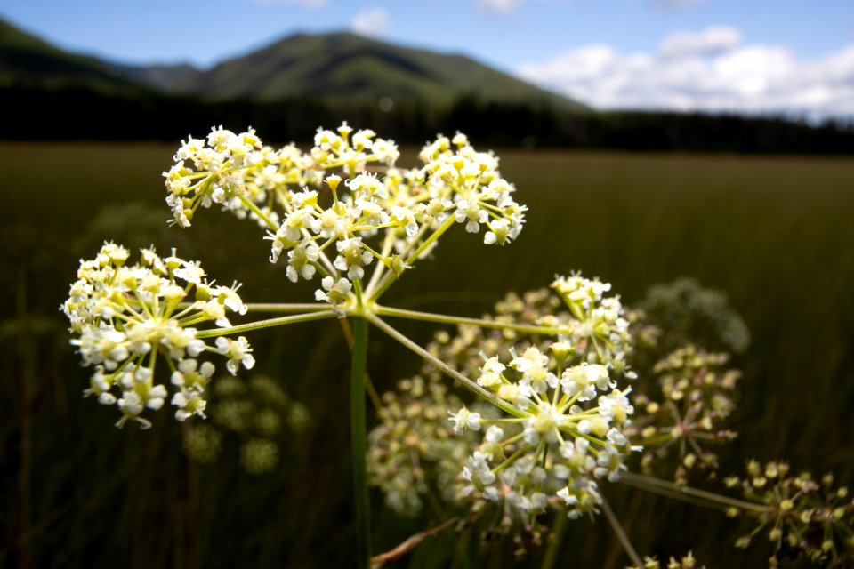 Flower in a Fen