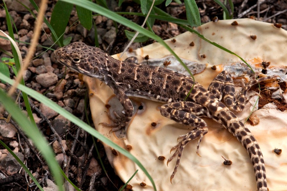 Gambelia wislizeni