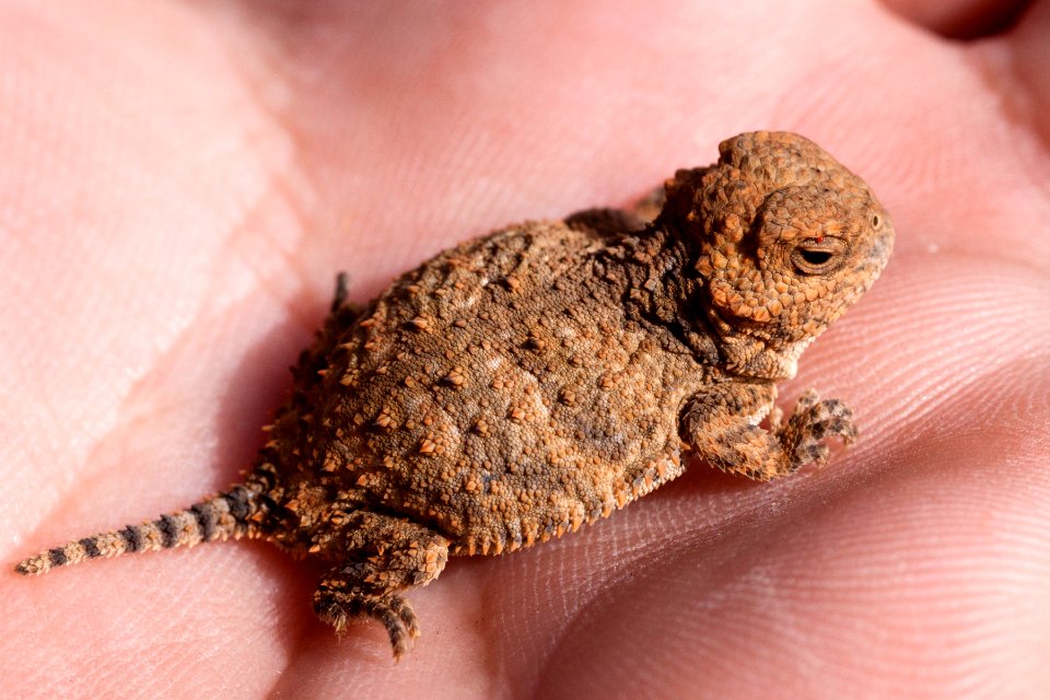 Phrynosoma hernandesi