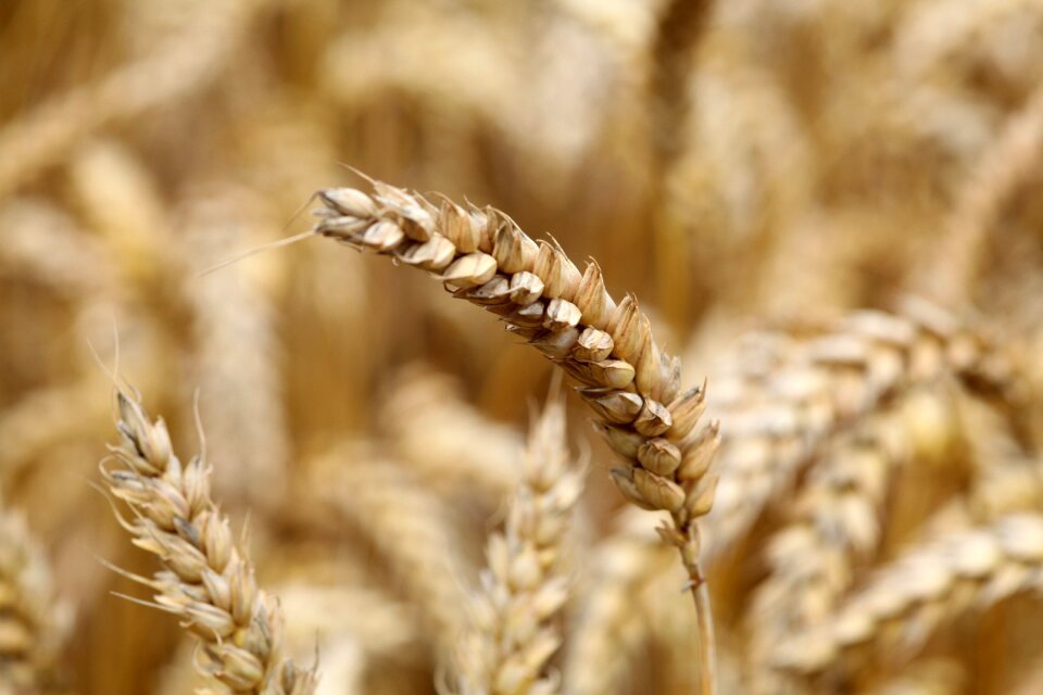 Field harvest summer
