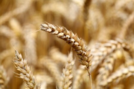 Field harvest summer photo