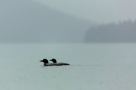 Common Loons (2) - Gavia immer