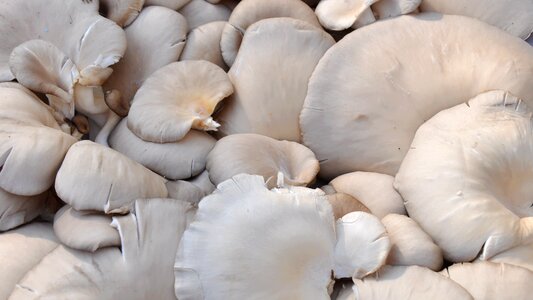 Mushroom oyster food