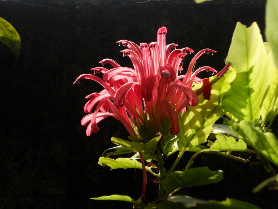 Spring sunny day garden