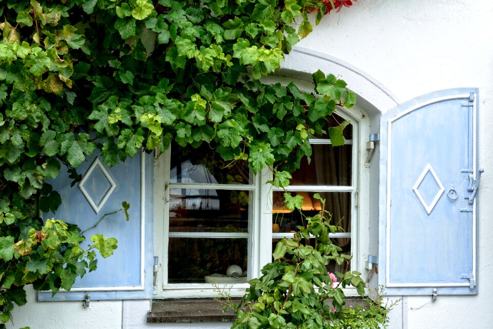 Flower ingrowing ivy photo