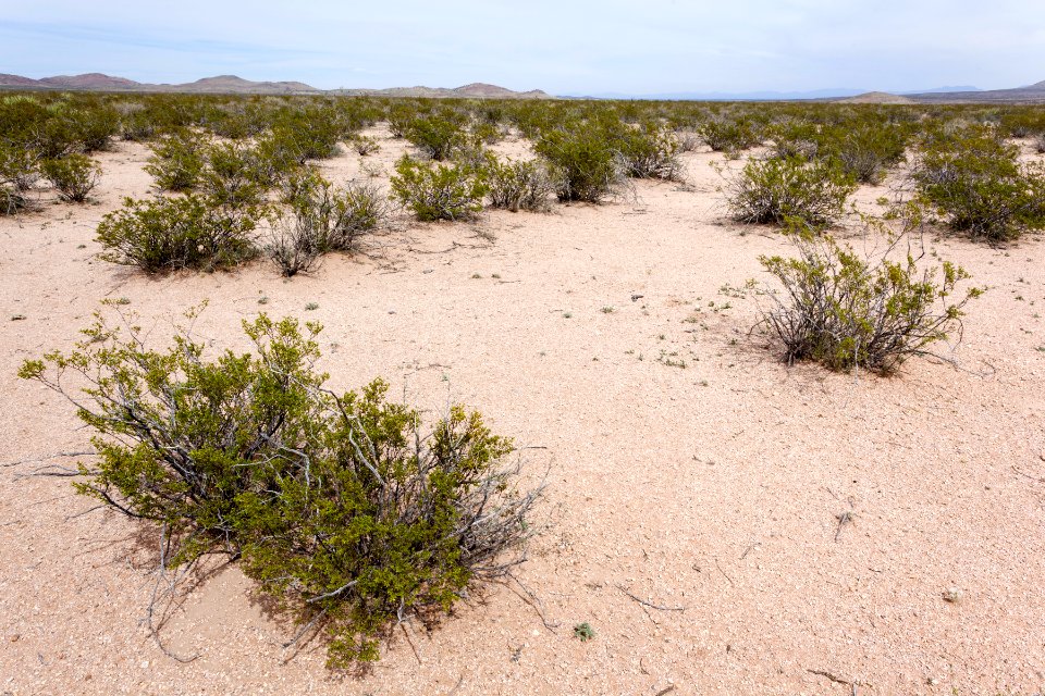 East side of the Rough and Ready Hills