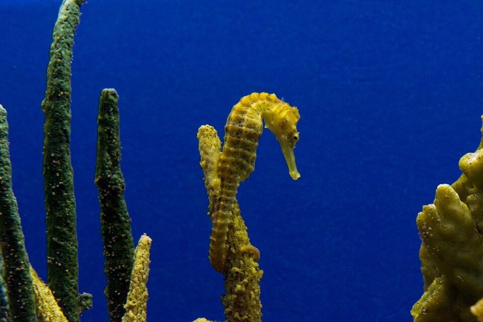Water marine tropical