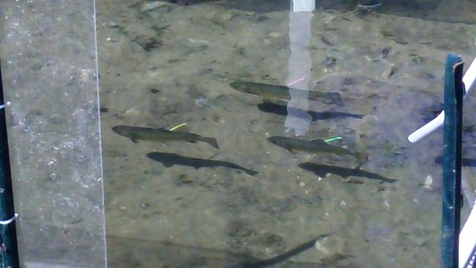 Brook Trout in Acidity Study