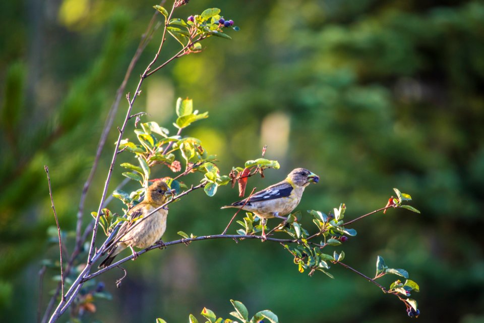 young evening grosbeak