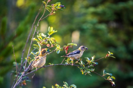 young evening grosbeak