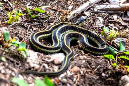 Common Garter Snake - Thamnophis sirtalis photo