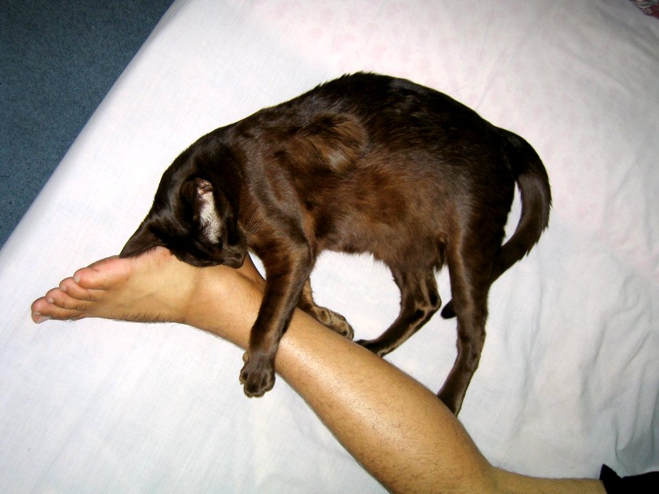 Addison Siamese Havana cat Stretch 4006