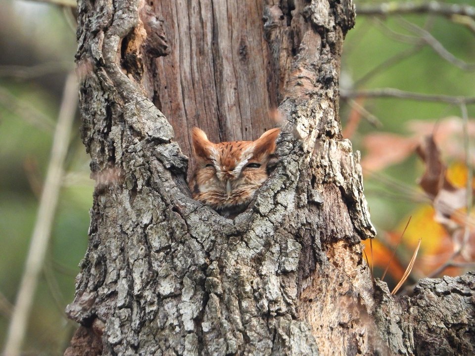 Eastern Screech Owl