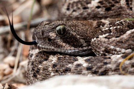 Crotalus atrox