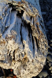 Log beach weathered
