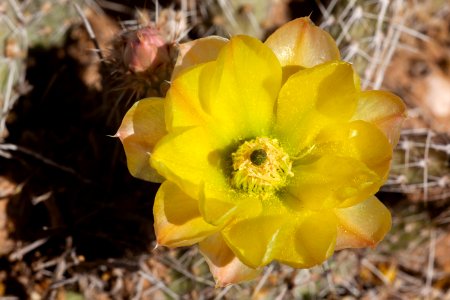 Opuntia arenaria