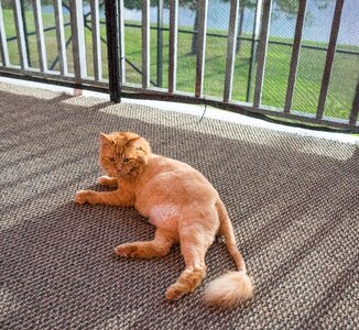 Lions cut domestic cute