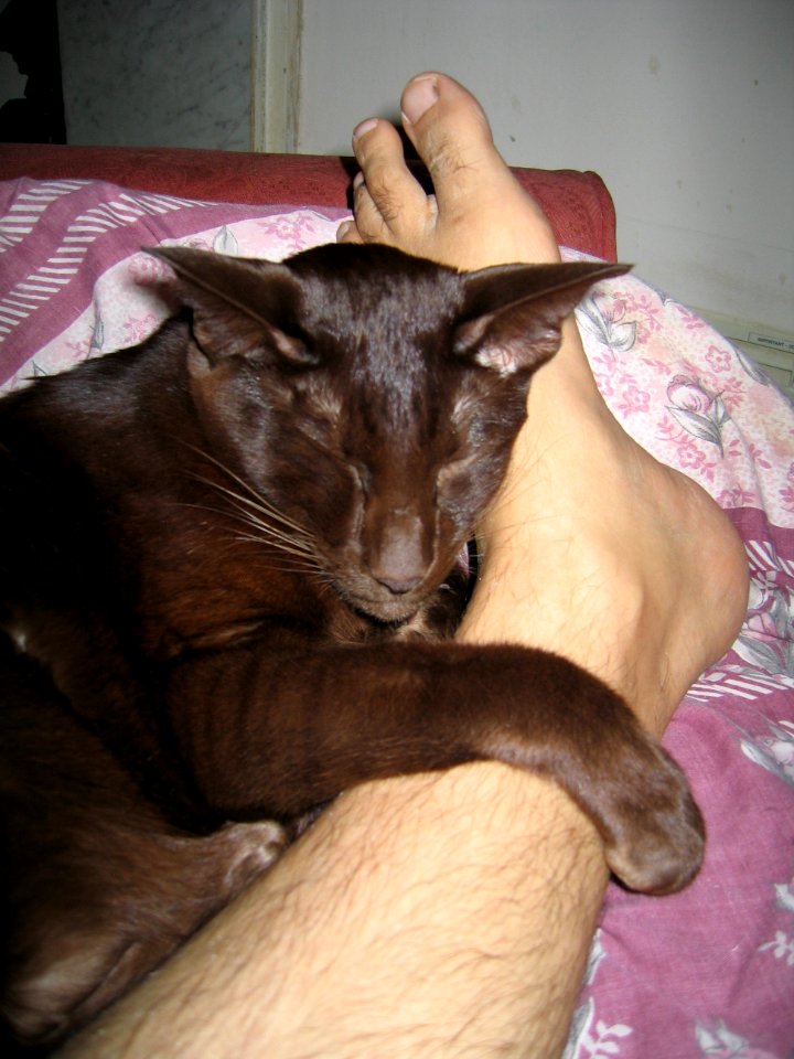 Addison Siamese Havanah cat older 4694