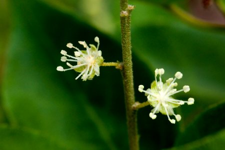 Croton fruticulosus