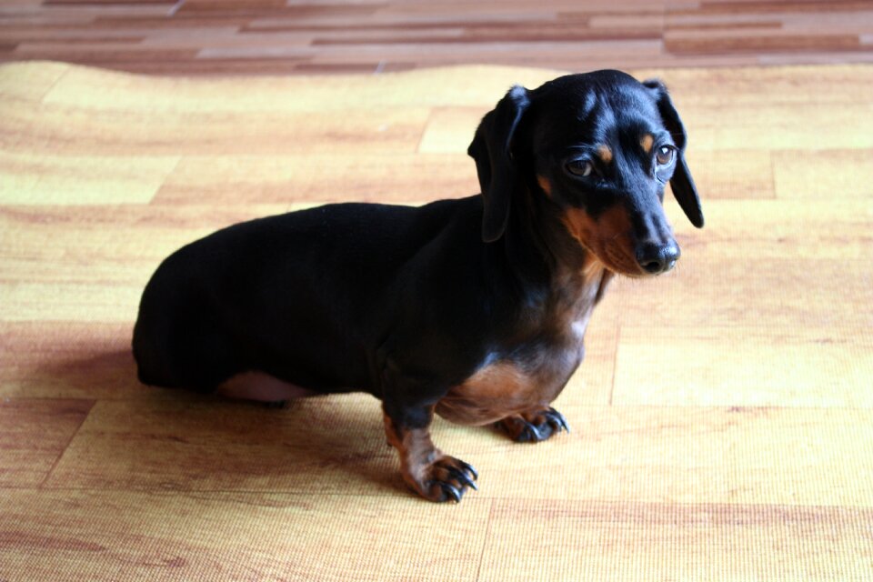 Pet dogs black dog training