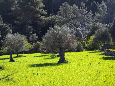 Tree olive garden olive grove