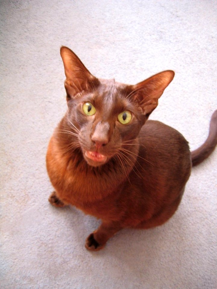Addison Siamese Havanah cat older 6068