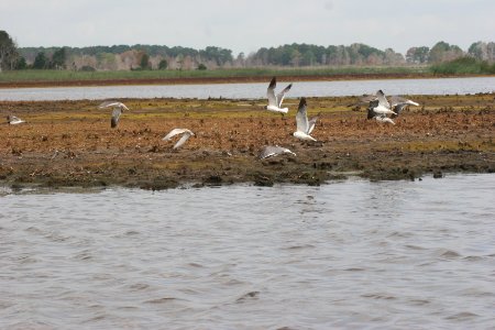 Laughing gulls at Prime Hook National Wildlife Refuge