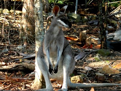 Rock Wallaby